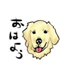愛犬ゴールデンとダックス（個別スタンプ：15）