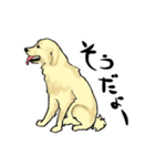 愛犬ゴールデンとダックス（個別スタンプ：20）