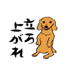 愛犬ゴールデンとダックス（個別スタンプ：27）