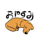 愛犬ゴールデンとダックス（個別スタンプ：35）
