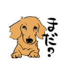 愛犬ゴールデンとダックス（個別スタンプ：38）