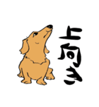 愛犬ゴールデンとダックス（個別スタンプ：40）