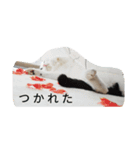 にゃんドル しらたま（個別スタンプ：4）