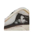 にゃんドル しらたま（個別スタンプ：8）