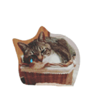 にゃんドル こま（個別スタンプ：1）