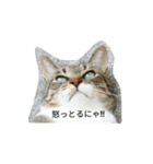 にゃんドル こま（個別スタンプ：6）