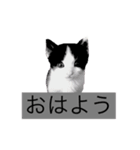 クロエの日常スタンプ（個別スタンプ：4）