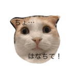 ゆきまるちゃん（個別スタンプ：16）