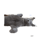 we are lovery cats（個別スタンプ：1）