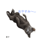 we are lovery cats（個別スタンプ：2）