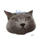 we are lovery cats（個別スタンプ：3）