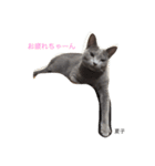 we are lovery cats（個別スタンプ：4）