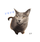 we are lovery cats（個別スタンプ：5）
