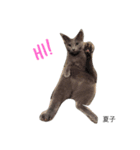 we are lovery cats（個別スタンプ：7）