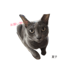 we are lovery cats（個別スタンプ：8）