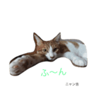 we are lovery cats（個別スタンプ：11）