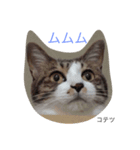we are lovery cats（個別スタンプ：12）