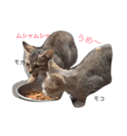 we are lovery cats（個別スタンプ：13）