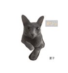 we are lovery cats（個別スタンプ：14）
