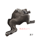 we are lovery cats（個別スタンプ：15）
