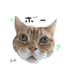 we are lovery cats（個別スタンプ：16）