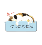 ふきだしでにゃんにゃん挨拶（個別スタンプ：18）