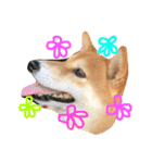 柴犬りぼんちゃん〜自由気まま編〜（個別スタンプ：1）