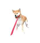 柴犬りぼんちゃん〜自由気まま編〜（個別スタンプ：7）