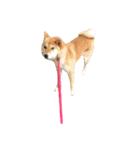 柴犬りぼんちゃん〜自由気まま編〜（個別スタンプ：8）