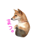 柴犬りぼんちゃん〜自由気まま編〜（個別スタンプ：9）