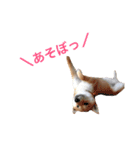 柴犬りぼんちゃん〜自由気まま編〜（個別スタンプ：10）