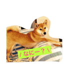 柴犬りぼんちゃん〜自由気まま編〜（個別スタンプ：13）