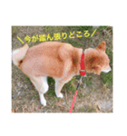 柴犬りぼんちゃん〜自由気まま編〜（個別スタンプ：14）