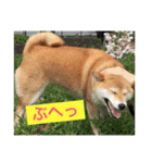 柴犬りぼんちゃん〜自由気まま編〜（個別スタンプ：15）