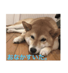 柴犬りぼんちゃん〜自由気まま編〜（個別スタンプ：16）
