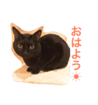 ルナ＆レン〜仲良し兄弟にゃんこ〜（個別スタンプ：1）