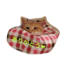 ルナ＆レン〜仲良し兄弟にゃんこ〜（個別スタンプ：3）