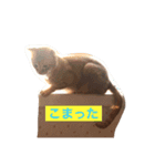 ルナ＆レン〜仲良し兄弟にゃんこ〜（個別スタンプ：10）