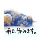なぎこま①（個別スタンプ：13）