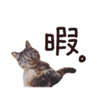 なぎこま①（個別スタンプ：14）