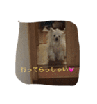 マルチーズのまろん2（個別スタンプ：1）