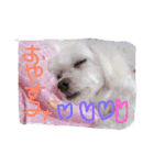 マルチーズのまろん2（個別スタンプ：5）