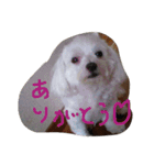 マルチーズのまろん2（個別スタンプ：9）