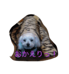 マルチーズのまろん2（個別スタンプ：13）