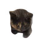 我が家の猫()（個別スタンプ：1）