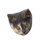 我が家の猫()（個別スタンプ：3）