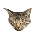 我が家の猫()（個別スタンプ：4）