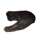 我が家の猫()（個別スタンプ：5）