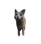 我が家の猫()（個別スタンプ：8）