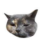 我が家の猫()（個別スタンプ：10）